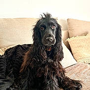 Victoria participe au concours pour gagner de l'argent avec cette photo : dog, black_dog, long_fur, wavy_fur, pet, indoor, couch, blanket, pillow, beige, cozy, relaxed, looking_at_camera, animal, companion, fur, snout, ears, home, portrait