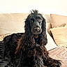 dog, black_dog, long_fur, wavy_fur, pet, indoor, couch, blanket, pillow, beige, cozy, relaxed, looking_at_camera, animal, companion, fur, snout, ears, home, portrait