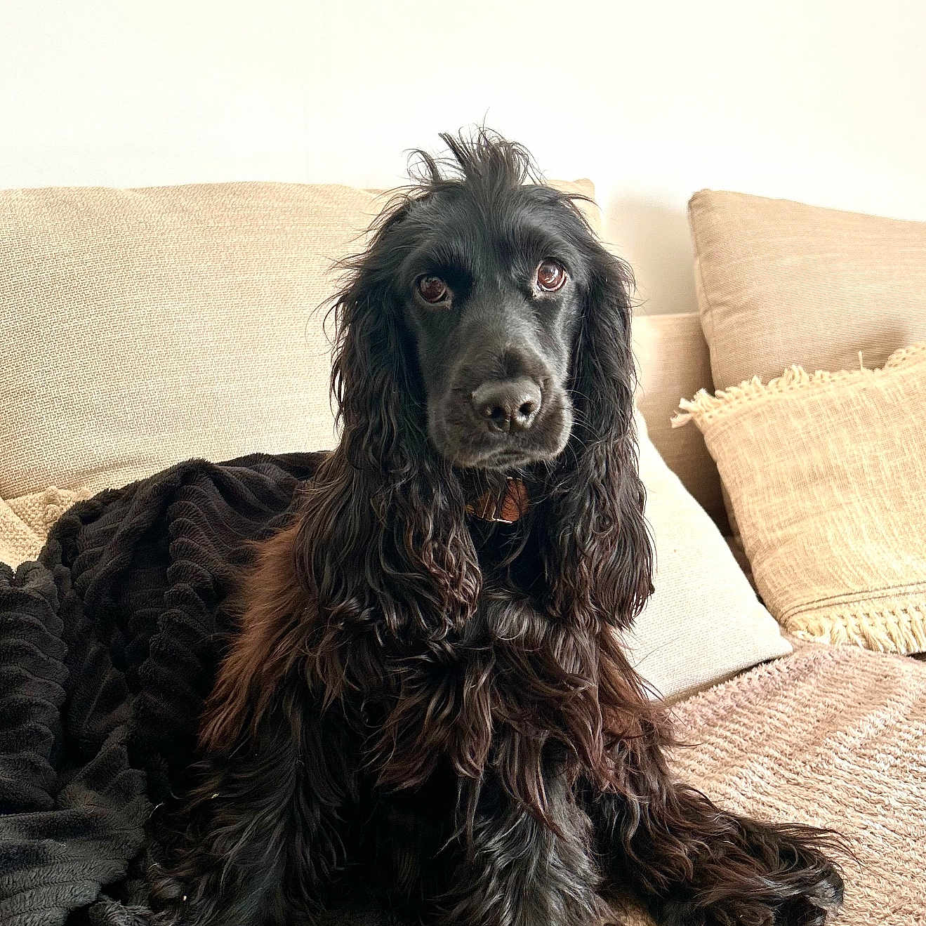 Victoria participe au concours pour gagner de l'argent avec cette photo : dog, black_dog, long_fur, wavy_fur, pet, indoor, couch, blanket, pillow, beige, cozy, relaxed, looking_at_camera, animal, companion, fur, snout, ears, home, portrait