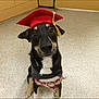 Bean is registered to the contest to win money with this photo: accessory, animal, black_and_tan, canine, celebration, curious, cute, dog, floor, graduation_cap, harness, indoor, leash, looking_up, obedient, pet, portrait, red_cap, sitting, young_dog