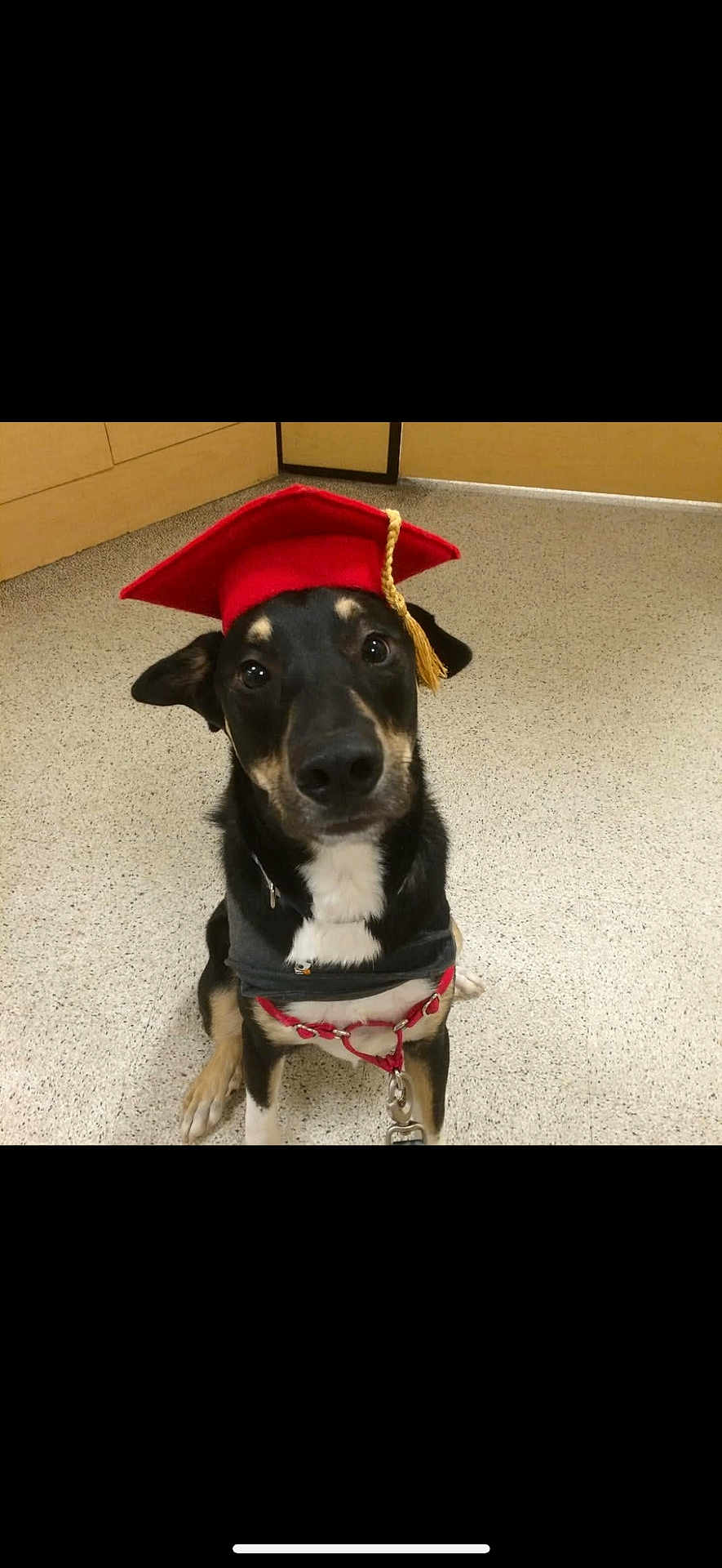 Bean is registered to the contest to win money with this photo: accessory, animal, black_fur, canine, collar, cute, dog, domestic, ears, floor, graduation_cap, indoor, leash, looking_up, pet, portrait, red, sitting, white_chest, young