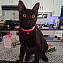 cat, black_cat, pet, indoor, kitchen, counter, collar, pink, mug, appliance, cabinet, flower, decor, tablecloth, yellow_eyes, domestic, feline, household, cute, blurred