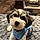 Benji