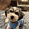 dog, puppy, blue_harness, blanket, gray_blanket, brown_couch, living_room, furniture, pet, cute, fluffy, indoor, table, decor, curious, resting, animal, companion, soft_texture, cozy