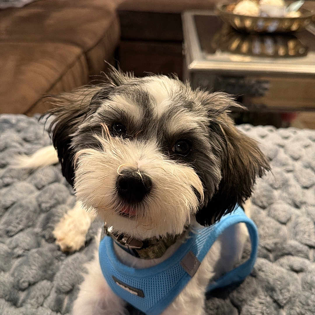 Benji