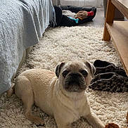 Rio a rejoint le concours — aidez-le/la à gagner de superbes lots ! dog, pug, plush_toy, rug, carpet, slippers, sofa, blanket, dog_bed, window, curtains, plant, wooden_table, floor, indoor, pet, cozy, light, toy, relaxed