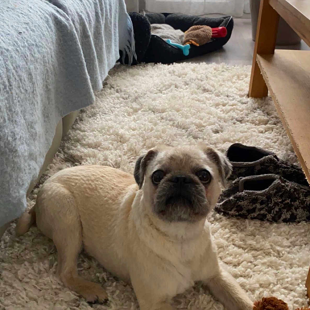 Rio a rejoint le concours — aidez-le/la à gagner de superbes lots ! blanket, carpet, cozy, curtains, dog, dog_bed, floor, indoor, light, pet, plant, plush_toy, pug, relaxed, rug, slippers, sofa, toy, window, wooden_table