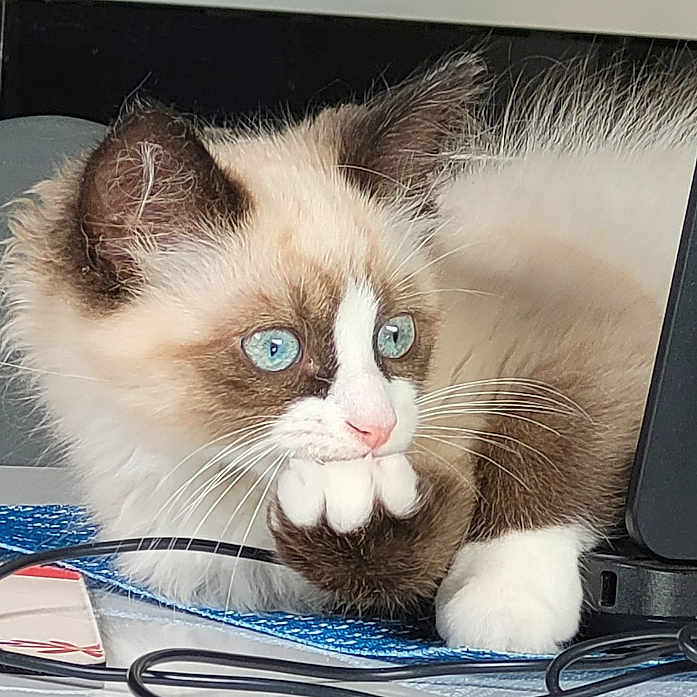 Topaze a rejoint le concours — aidez-le/la à gagner de superbes lots ! angora, animal, cat, computer, computerhardware, computerkeyboard, desk, electronics, furniture, hardware, kitten, laptop, manx, monitor, mouse, pc, pet, screen, table, tv