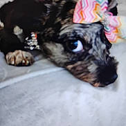 Esperanza Gonzalez joined the competition — help win amazing prizes! accessories, animal, canine, clothing, cockerspaniel, couch, cream, dessert, dog, food, furniture, hat, homedecor, hound, icing, linen, pet, poodle, puppy, terrier