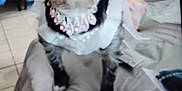 Esperanza Gonzalez joined the competition — help win amazing prizes! accessories, animal, bed, canine, clothing, couch, dog, dress, formalwear, furniture, hat, homedecor, indoors, linen, person, pet, poodle, puppy, strap, terrier