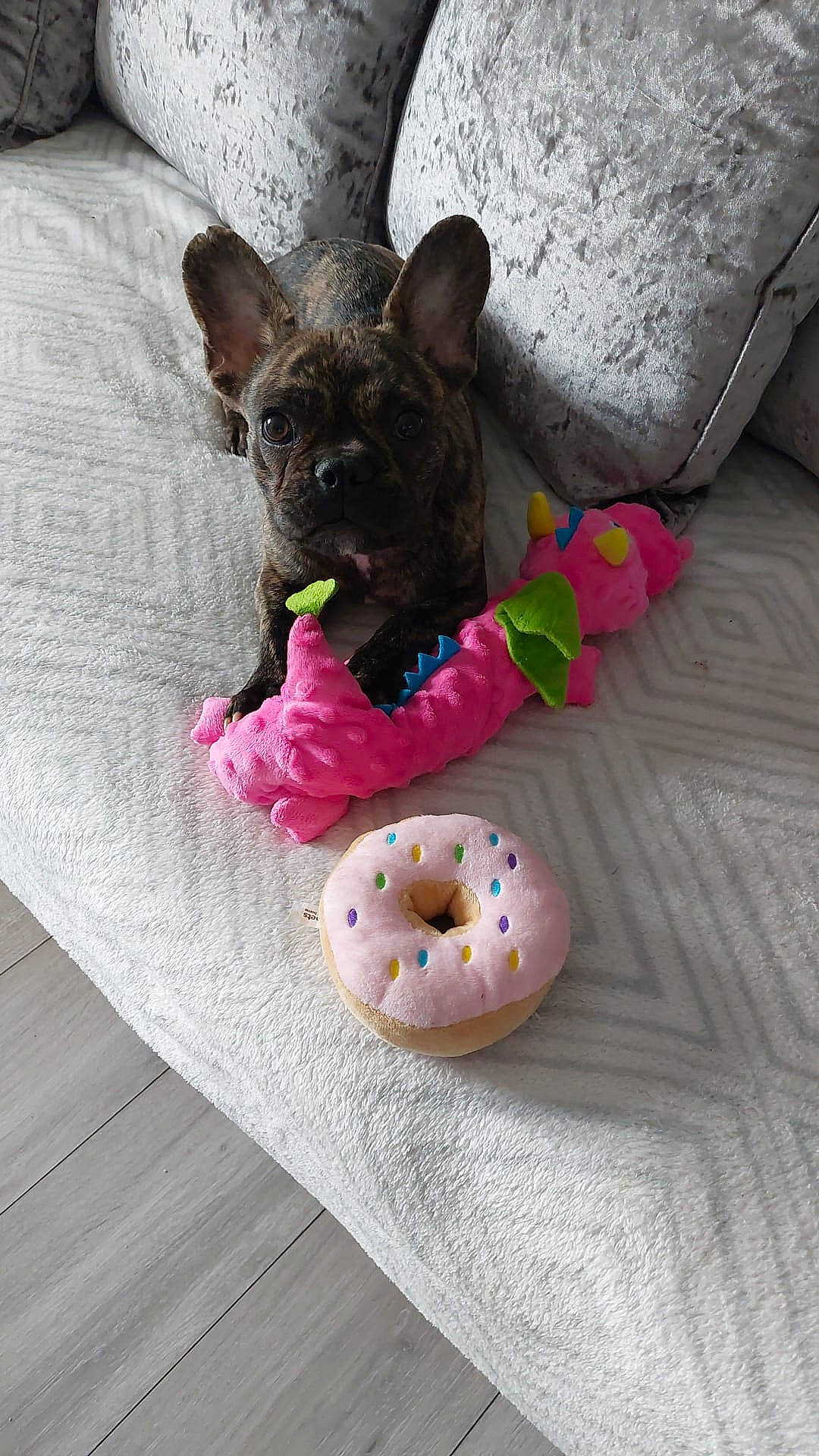 Dolly joined the competition — help win amazing prizes! canidae, carnivore, comfort, companion_dog, dog, dog_breed, dog_clothes, dog_supply, fawn, felidae, flooring, linens, pet_supply, pink, snout, stuffed_toy, toy_dog, whiskers, wood, working_animal