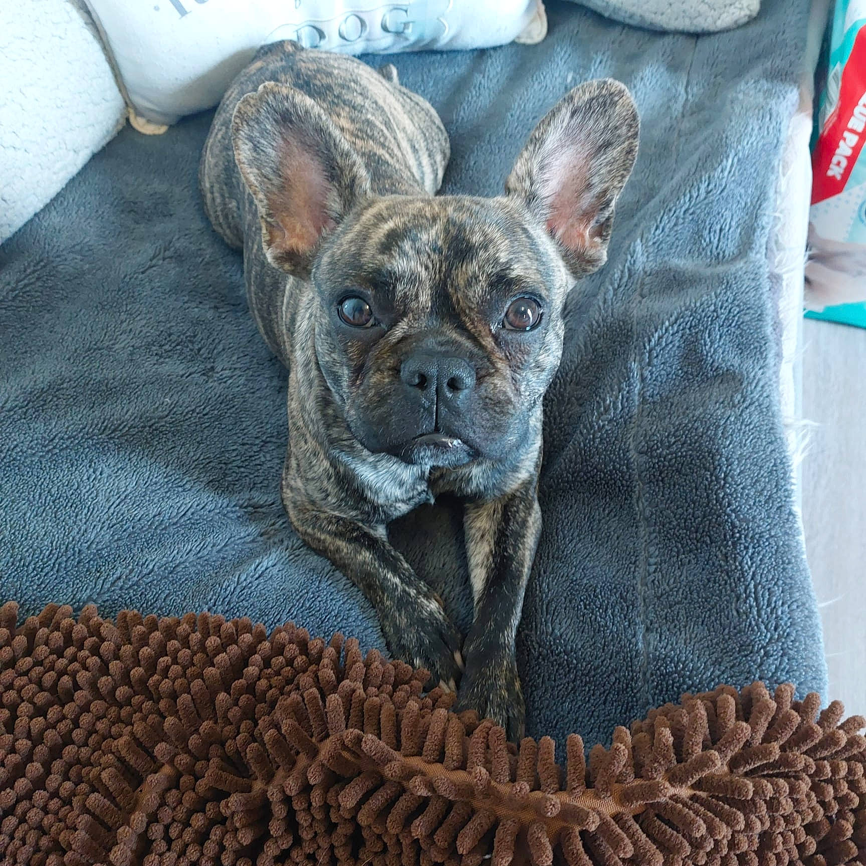 Dolly joined the competition — help win amazing prizes! canidae, carnivore, comfort, companion_dog, dog, dog_breed, ear, fawn, french_bulldog, fur, grey, linens, pattern, snout, sporting_group, terrestrial_animal, toy_dog, whiskers, working_animal, wrinkle