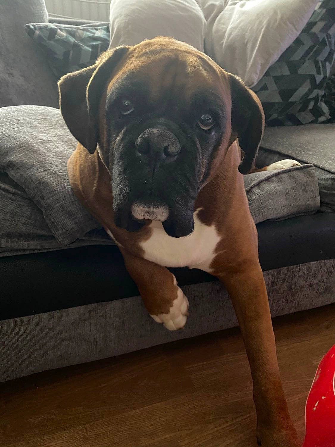 Jake joined the competition — help win amazing prizes! balloon, carnivore, comfort, companion_dog, couch, dog, dog_breed, fawn, floor, flooring, furniture, hardwood, morning, snout, sporting_group, toy_dog, whiskers, window, wood, working_animal