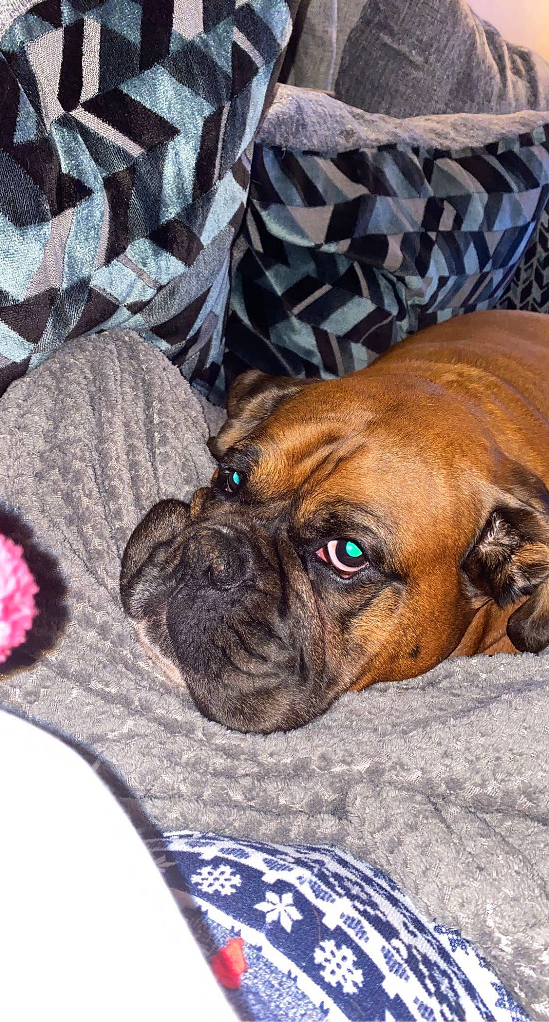 Jake joined the competition — help win amazing prizes! boxer, canidae, carnivore, comfort, companion_dog, dog, dog_breed, dog_supply, fawn, fur, liver, non_sporting_group, pattern, snout, sporting_group, terrestrial_animal, whiskers, working_animal, working_dog, wrinkle