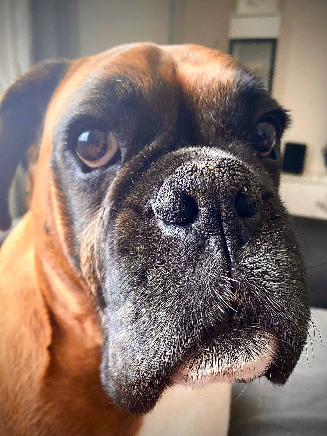Jake joined the competition — help win amazing prizes! boxer, canidae, carnivore, close_up, collar, companion_dog, dog, dog_breed, dog_collar, ear, fawn, fur, liver, pet_supply, snout, sporting_group, whiskers, working_animal, working_dog, wrinkle
