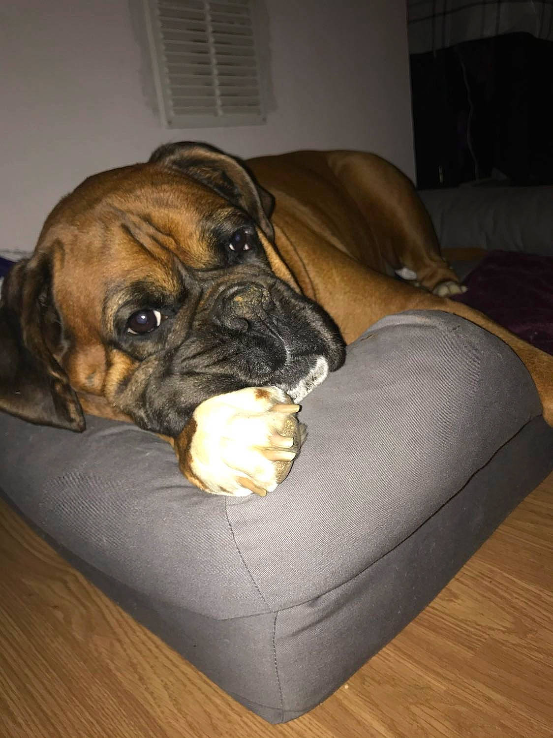 Jake is registered to the contest to win money with this photo: bean_bag, boxer, canidae, carnivore, comfort, companion_dog, dog, dog_breed, dog_supply, fawn, flooring, hardwood, liver, snout, sporting_group, terrestrial_animal, whiskers, wood, working_animal, wrinkle