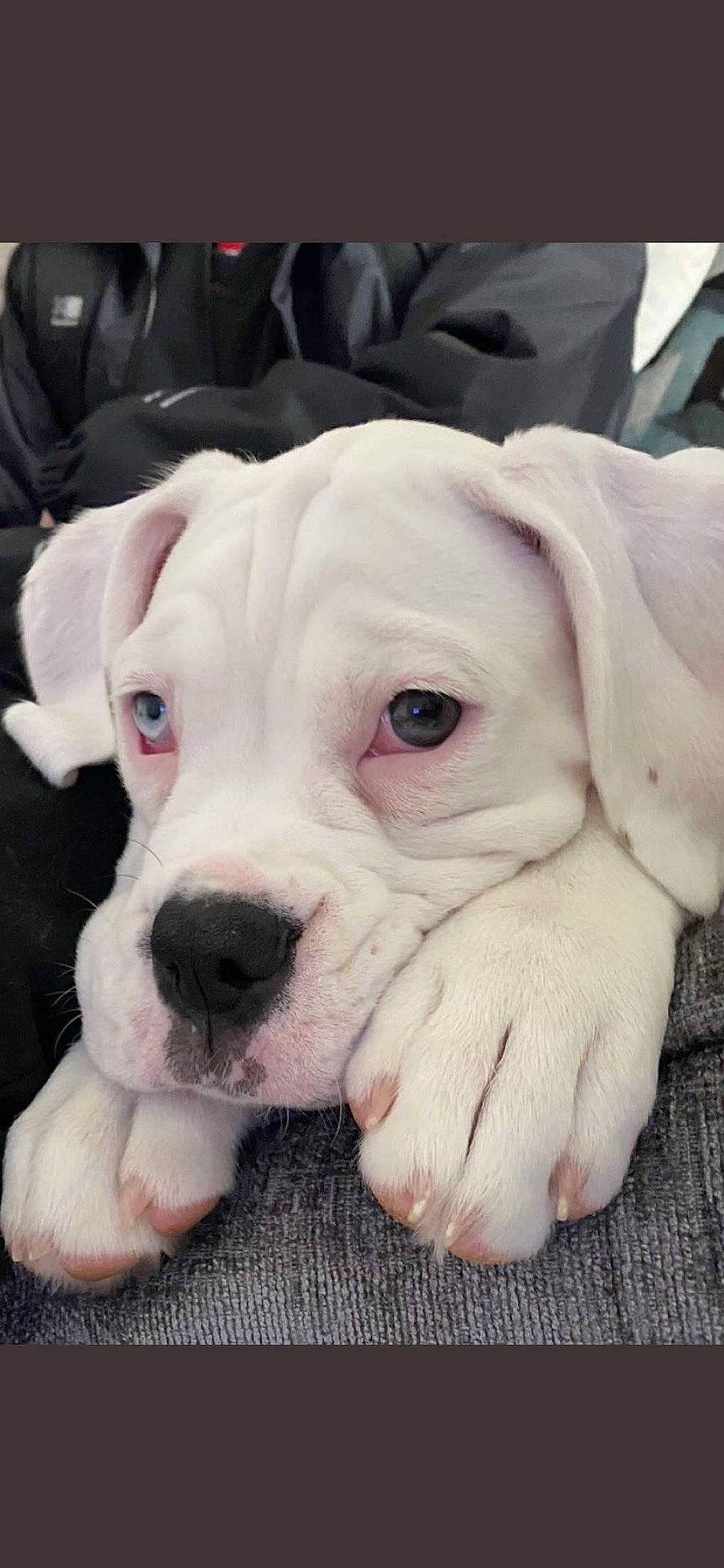 Leia joined the competition — help win amazing prizes! bulldog, canidae, carnivore, collar, comfort, companion_dog, dog, dog_breed, dog_collar, ear, fawn, fur, molosser, non_sporting_group, snout, sporting_group, terrestrial_animal, toy_dog, working_animal, wrinkle