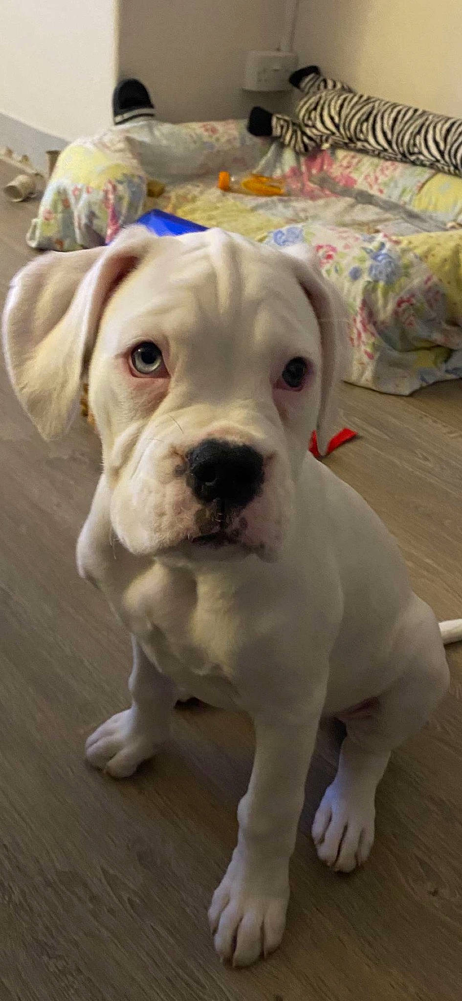 Leia is registered to the contest to win money with this photo: canidae, carnivore, collar, companion_dog, dog, dog_breed, dog_collar, ear, fawn, non_sporting_group, pet_supply, snout, sporting_group, whiskers, working_animal, wrinkle