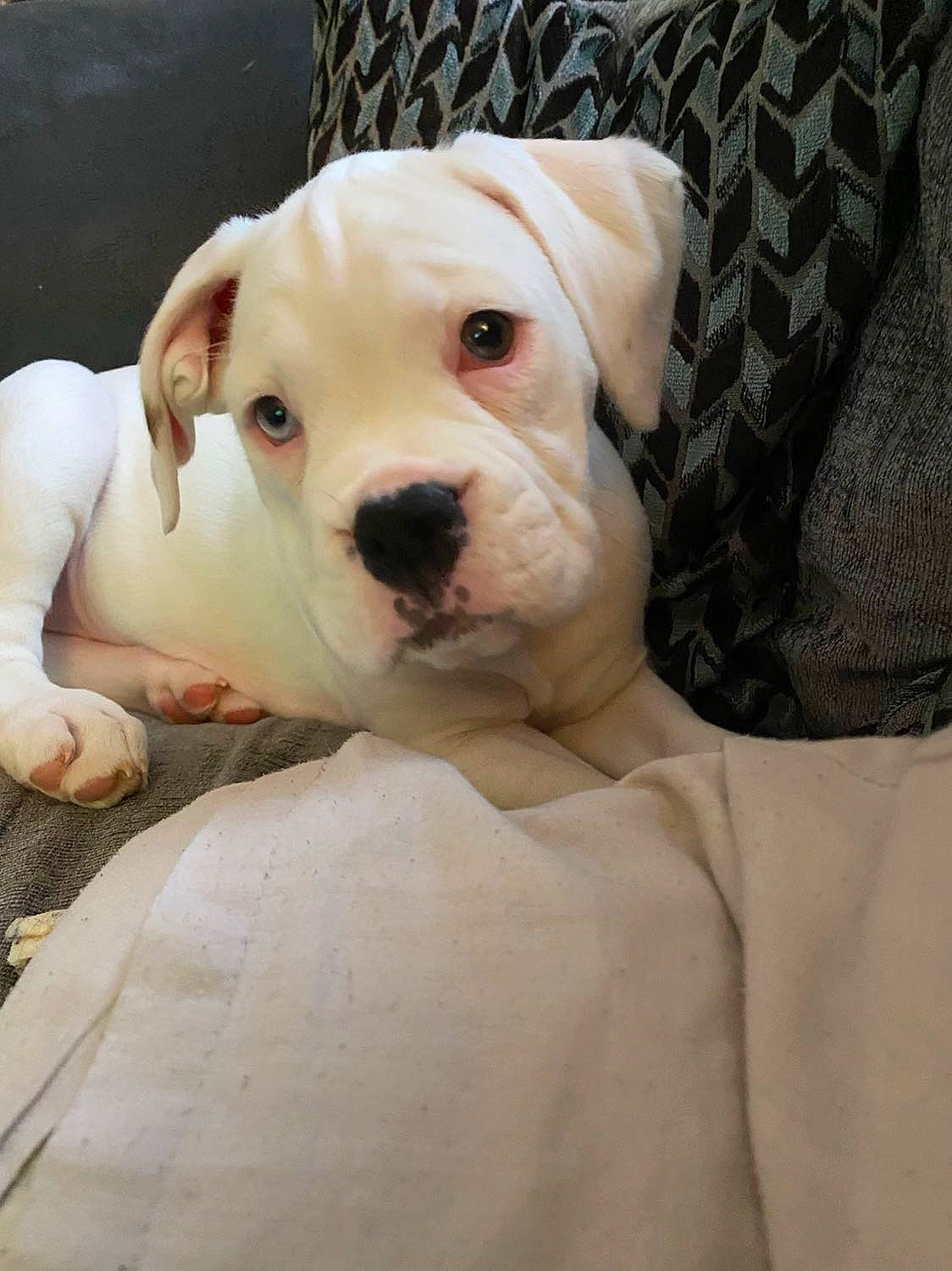 Leia joined the competition — help win amazing prizes! canidae, carnivore, collar, companion_dog, cordoba_fighting_dog, dog, dog_breed, dog_collar, dog_supply, dogo_argentino, dogo_guatemalteco, fawn, fur, non_sporting_group, pet_supply, sporting_group, terrestrial_animal, whiskers, working_animal