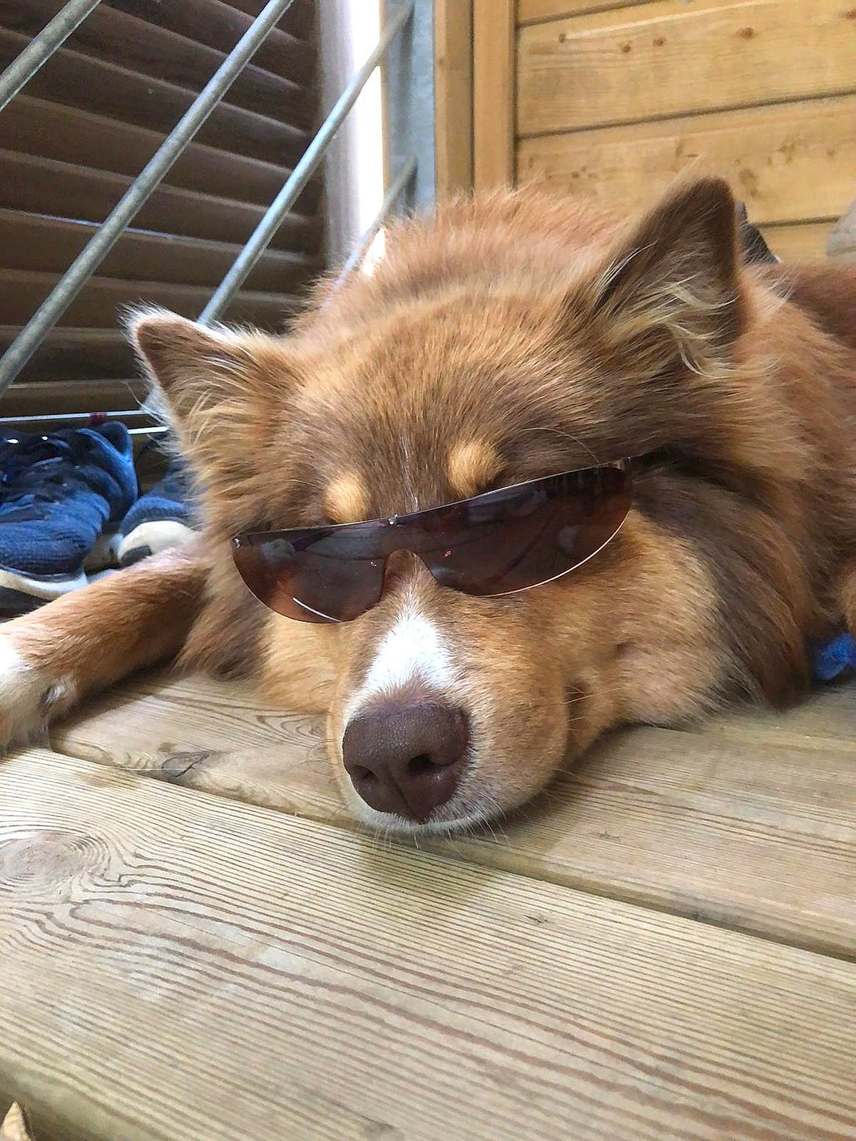 Tempo a rejoint le concours — aidez-le/la à gagner de superbes lots ! ancient_dog_breeds, biting, canidae, canis, carnivore, companion_dog, corgi_chihuahua, dog, dog_breed, fawn, fur, puppy, snout, sporting_group, terrestrial_animal, toy_dog, whiskers, wildlife, wood, working_animal