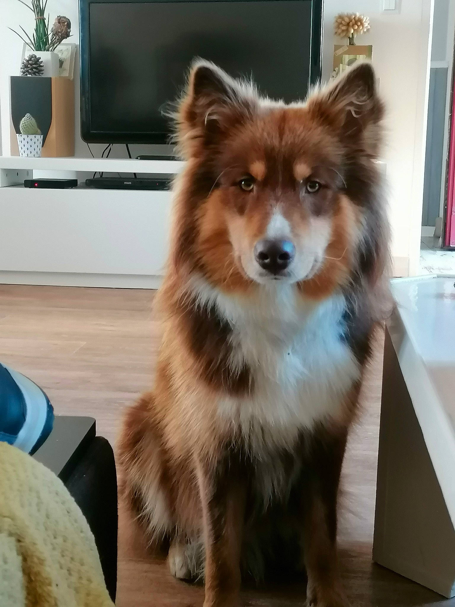 Tempo a rejoint le concours — aidez-le/la à gagner de superbes lots ! canidae, carnivore, companion_dog, display_device, dog, dog_breed, flat_panel_display, flooring, fur, hardwood, home_appliance, houseplant, plant, snout, tail, television, television_set, toy_dog, whiskers, wood