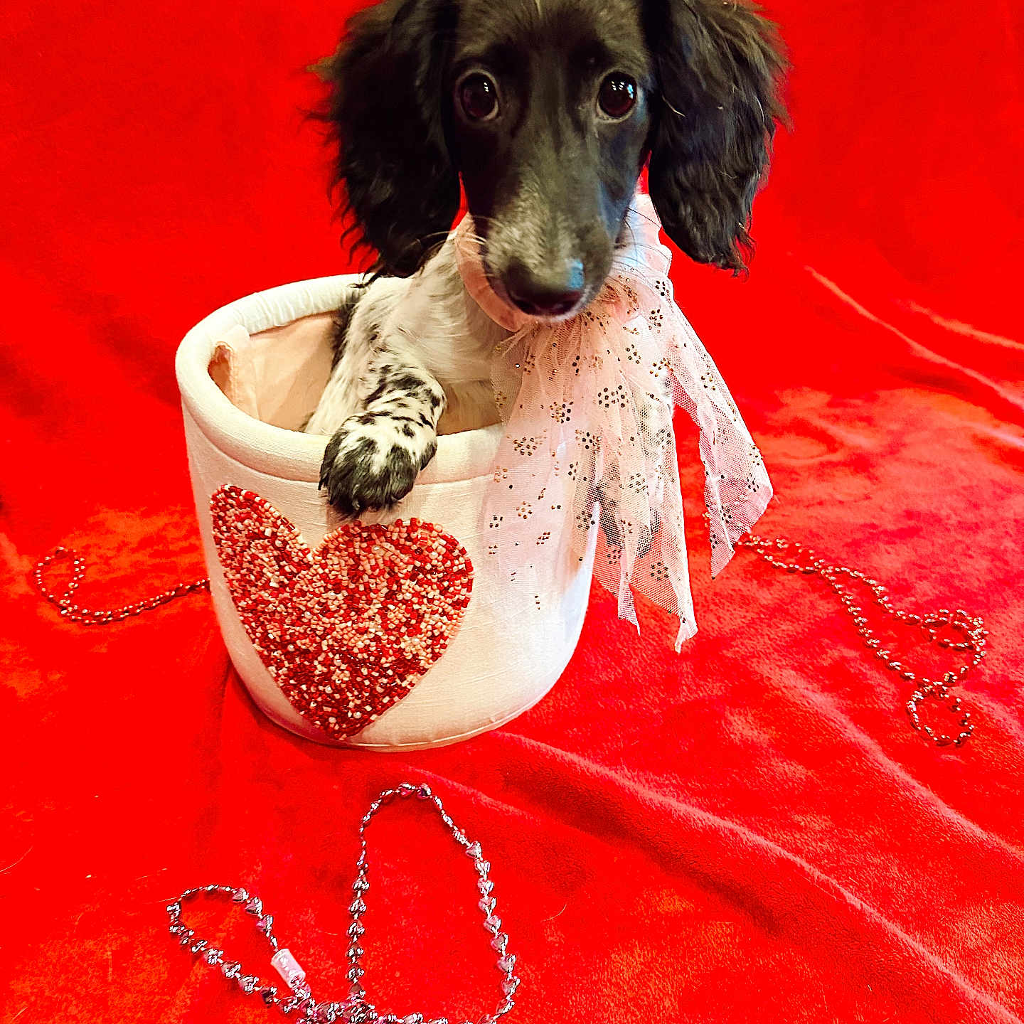 Millie is registered to the contest to win money with this photo: accessories, animal, art, bowl, canine, cockerspaniel, cup, dog, homedecor, hound, jewelry, linen, necklace, papillon, pet, pointer, poodle, porcelain, pottery, puppy