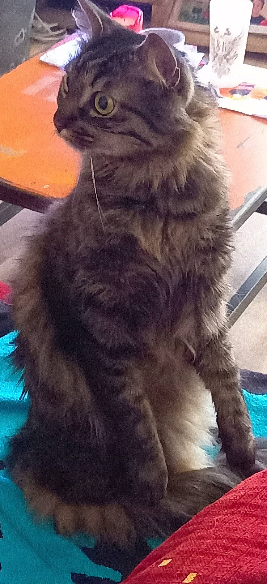 Lol participe au concours pour gagner de l'argent avec cette photo : black_cat, british_longhair, carnivore, cat, claw, electric_blue, felidae, flooring, fur, small_to_medium_sized_cats, snout, tail, terrestrial_animal, whiskers