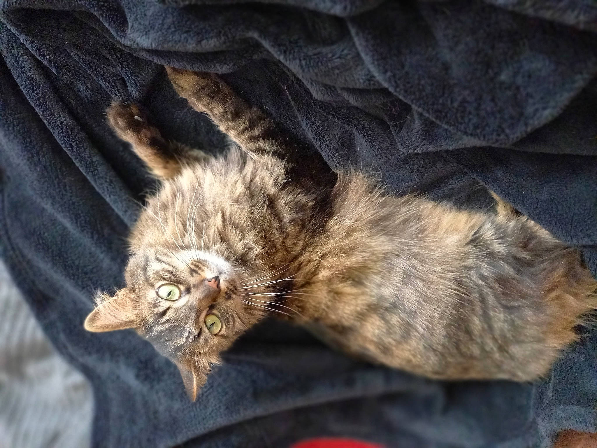 Lol participe au concours pour gagner de l'argent avec cette photo : brown, carnivore, cat, claw, comfort, domestic_short_haired_cat, felidae, fur, grey, paw, small_to_medium_sized_cats, tail, terrestrial_animal, whiskers, wildlife, wood