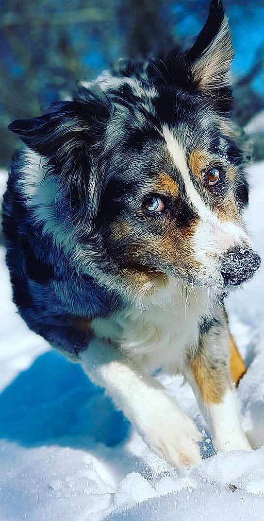 Foxy a rejoint le concours — aidez-le/la à gagner de superbes lots ! australian_collie, australian_shepherd, border_collie, canidae, carnivore, companion_dog, dog, dog_breed, electric_blue, fur, herding_dog, puppy, snout, snow, sporting_group, whiskers, winter, working_dog