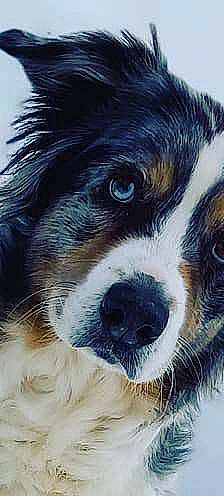 Foxy a rejoint le concours — aidez-le/la à gagner de superbes lots ! art, ball, canidae, carnivore, companion_dog, dog, dog_breed, drawing, fur, herding_dog, painting, small_terrier, snout, sporting_group, terrestrial_animal, terrier, toy_dog, whiskers, working_animal, working_dog