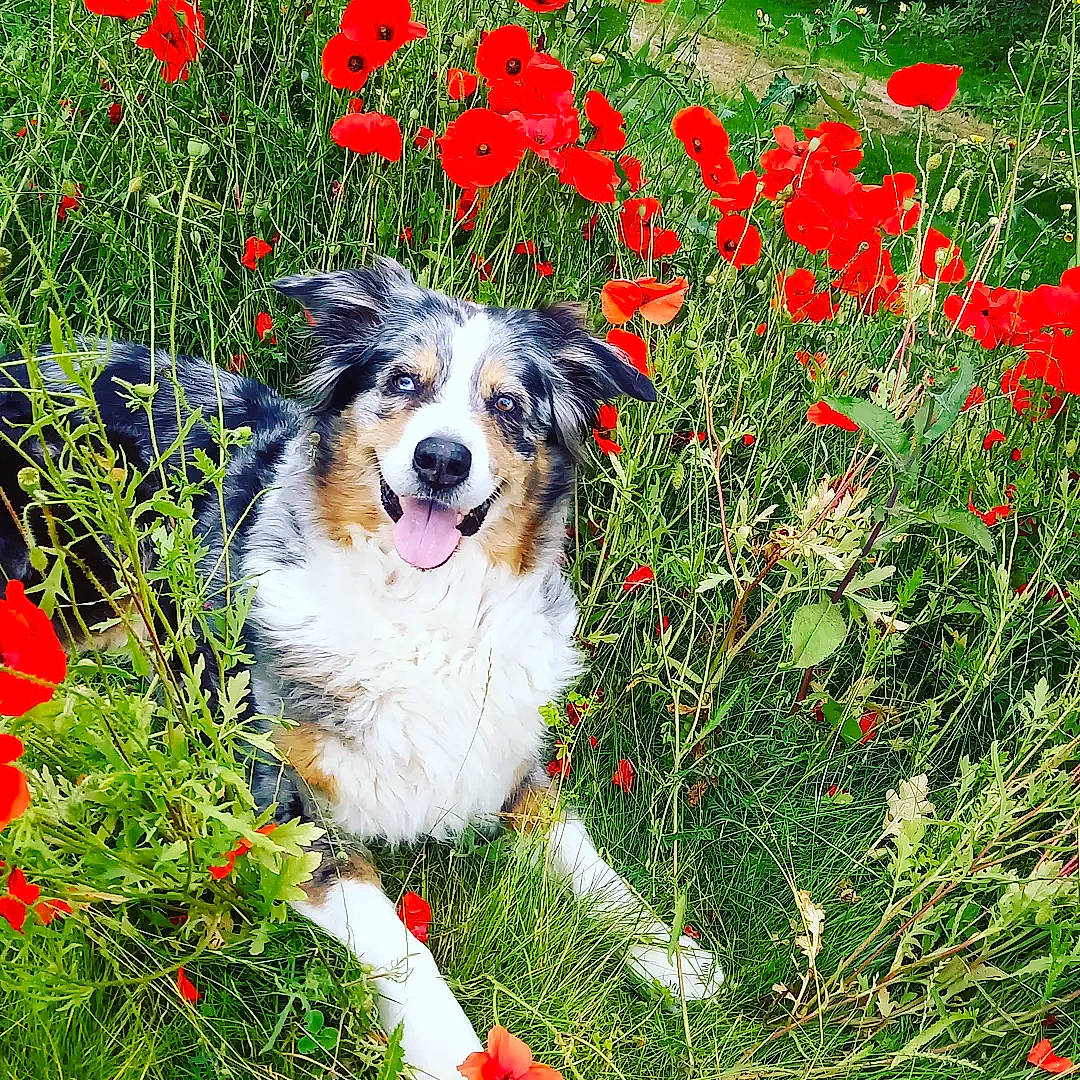 Foxy a rejoint le concours — aidez-le/la à gagner de superbes lots ! art, carnivore, collar, companion_dog, dog, dog_breed, flower, flowering_plant, grass, green, groundcover, happy, herding_dog, lawn, meadow, natural_landscape, people_in_nature, plant, smile, spring