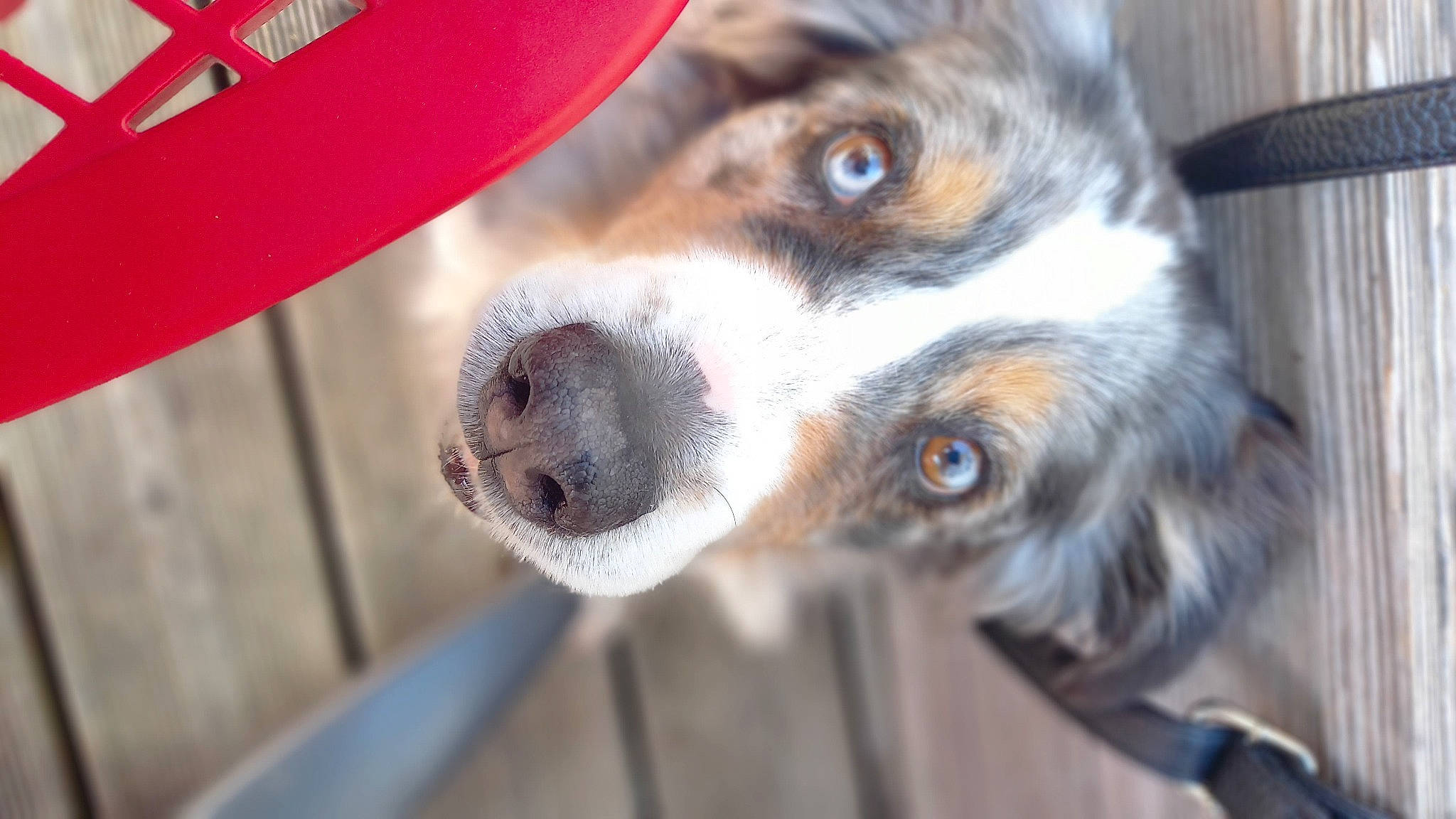 Foxy a rejoint le concours — aidez-le/la à gagner de superbes lots ! canidae, carmine, carnivore, collar, companion_dog, dog, dog_breed, dog_supply, ear, fawn, fur, paw, pet_supply, snout, sporting_group, terrestrial_animal, umbrella, whiskers, working_animal, working_dog