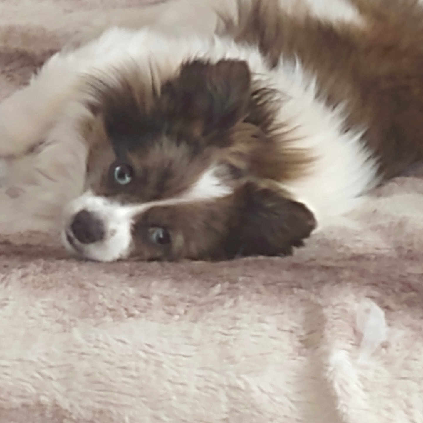 Tigger Ray is registered to the contest to win money with this photo: animal, blanket, brown_and_white, comfort, companion, cozy, cute, cute_eyes, dog, domestic_animal, fur, furry, indoors, lying_down, pet, puppy, relaxed, resting, sleepy, soft_texture