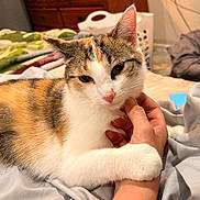 Lilly joined the competition — help win amazing prizes! animal, bed, black_fur, blanket, calico_cat, cat, close_up, cozy, ears, feline, green_eyes, human_hand, indoors, lying_down, orange_fur, paw, pet, portrait, whiskers, white_fur