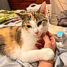 cat, calico_cat, pet, animal, feline, close_up, portrait, lying_down, bed, blanket, white_fur, orange_fur, black_fur, green_eyes, whiskers, ears, paw, human_hand, indoors, cozy