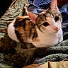 cat, calico, kitten, pet, animal, feline, white_fur, orange_fur, black_fur, large_ears, green_eyes, pink_nose, whiskers, lying_down, blanket, bed, indoors, portrait, closeup, cozy