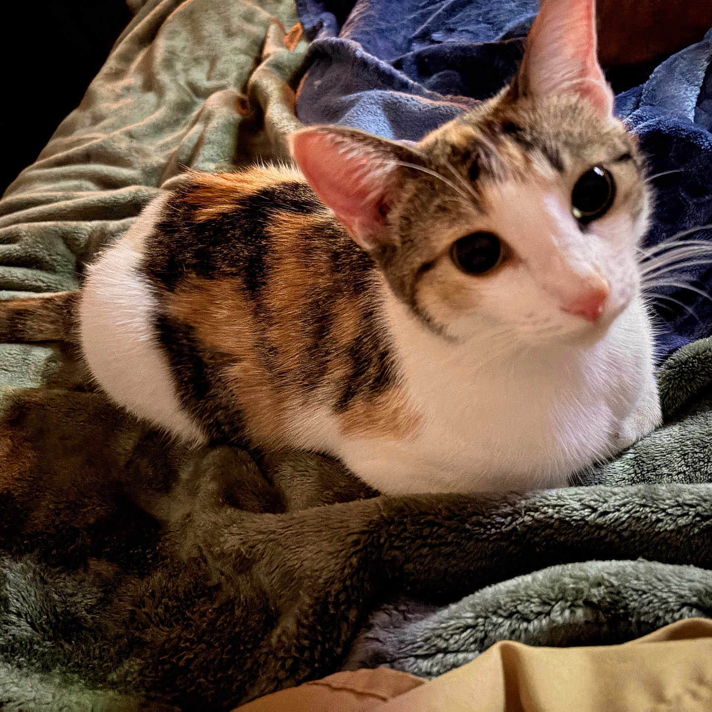Lilly
