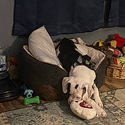Bella Rose joined the competition — help win amazing prizes! dog, puppy, white_dog, pet, toy, plush_toy, heart_toy, playing, upside_down, indoor, living_room, rug, couch, pillows, basket, home, floor, funny, cute, animal