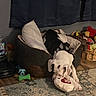 dog, puppy, white_dog, pet, toy, plush_toy, heart_toy, playing, upside_down, indoor, living_room, rug, couch, pillows, basket, home, floor, funny, cute, animal