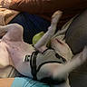 Bella Rose is registered to the contest to win money with this photo: dog, white_dog, pet, animal, upside_down, lying_down, belly_up, harness, playful, silly, couch, blanket, pillow, indoor, home, living_room, relaxed, close_up, brown_furniture, green_toy