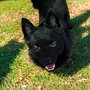Umi is registered to the contest to win money with this photo: animal, black_dog, canine, daylight, dog, ears, fur, grass, happy, leaf, muzzle, nature, outdoor, pet, playful, shadow, smiling, sunlight, tail, winking