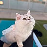 Aurora joined the competition — help win amazing prizes! animal, blurred_background, cat, close_up, cute, ears, fluffy, fur, green_eyes, held_cat, longhaired, looking_up, outdoor, pet, pink_nose, portrait, sitting, soft_lighting, whiskers, white_cat