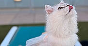 Aurora is registered to the contest to win money with this photo: animal, balcony, blue_background, cat, chair, close_up, ears, eyes, feline, fluffy, lap, licking, long_hair, outdoor, pet, portrait, rooftop, tongue, whiskers, white_cat