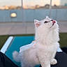 animal, balcony, blue_background, cat, chair, close_up, ears, eyes, feline, fluffy, lap, licking, long_hair, outdoor, pet, portrait, rooftop, tongue, whiskers, white_cat
