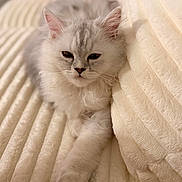Aurora is registered to the contest to win money with this photo: animal, bed, blanket, cat, close_up, cozy, ears, eyes, face, fluffy, indoors, kitten, long_hair, nose, paws, pet, portrait, sleeping_area, whiskers, white_fur