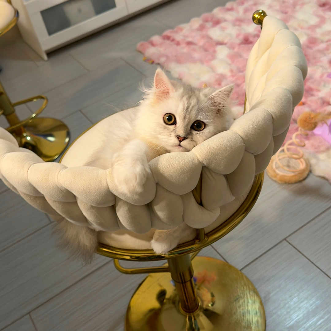 Aurora is registered to the contest to win money with this photo: animal, cat, chair, cute, floor_tiles, fluffy, furniture, gold_chair, home_decor, indoor, kitten, living_room, pet, pink_blanket, portrait, relaxed, sitting, television, white_fur, wide_eyes