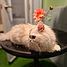 Aurora is registered to the contest to win money with this photo: animal, black_chair, cat, chair, cozy, ears, feline, flower, fluffy, fur, green_background, home, indoor, lying_down, orange_flower, pet, photography, portrait, whiskers, white_cat
