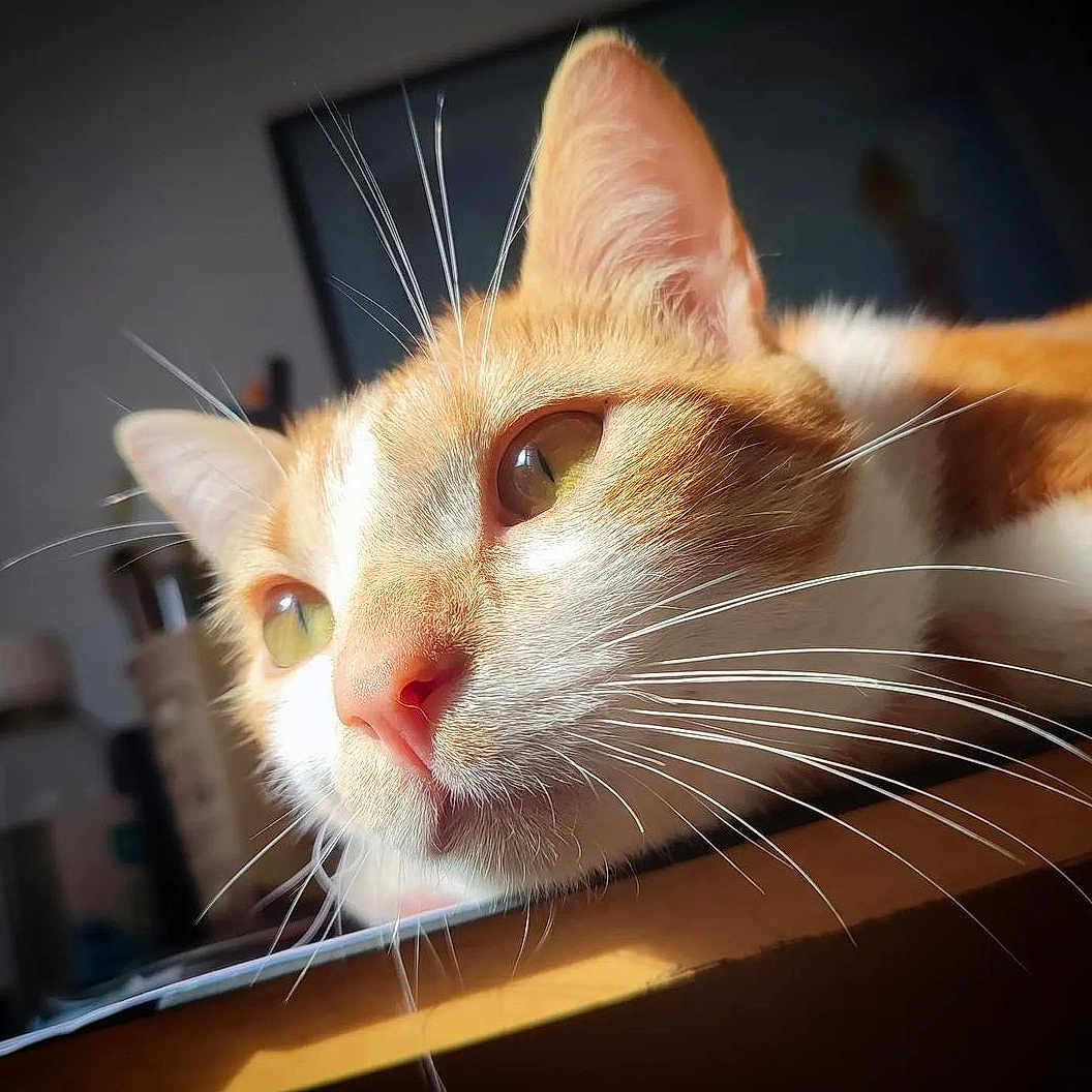 Nao participe au concours pour gagner de l'argent avec cette photo : abyssinian, angora, animal, cat, hardwood, kitten, manx, person, pet, siamese, sleeping, snout, stainedwood, wood