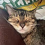 cat, tabby, sleeping, closeup, pet, feline, whiskers, person, shirt, brown_leather, indoor, comfort, resting, cute, animal, domestic_animal, relaxation, cozy, fur, face