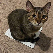 Eddie joined the competition — help win amazing prizes! cat, tabby, pet, animal, carpet, paper, indoor, feline, whiskers, ears, eyes, sitting, fur, cute, domestic, mammal, looking, shadow, closeup, floor